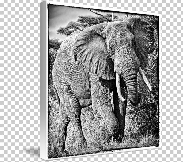 Indian Elephant African Elephant Tusk Wildlife Elephantidae PNG, Clipart, African Elephant, Animal, Black And White, Elephant, Elephantborder Free PNG Download