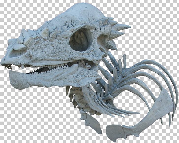 Pachycephalosaurus Triceratops Dinosaur Torosaurus Tyrannosaurus PNG, Clipart, Bone, Ceratosaurus, Dinosaur, Dinosaur Revolution, Eotriceratops Free PNG Download