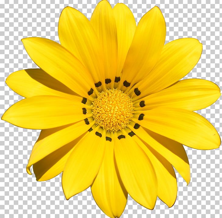 Artificial Flower Common Daisy PNG, Clipart, Annual Plant, Artificial Flower, Chrysanths, Common Daisy, Daisy Free PNG Download