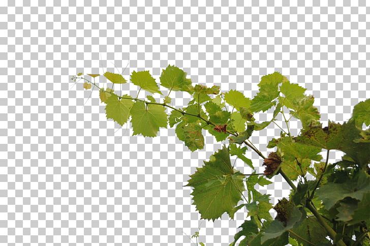 Branch Tree PNG, Clipart, Art, Branch, Deviantart, Digital Art, Grape Free PNG Download