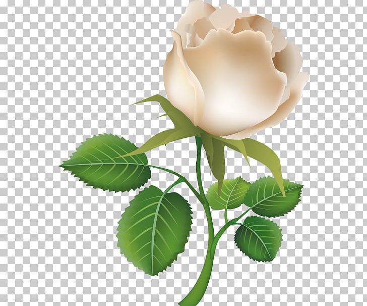 Rose PNG, Clipart, Color, Cut Flowers, Flower, Flowering Plant, Flowers Free PNG Download