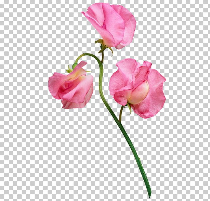 Flower Software Photography PNG, Clipart, Artificial Flower, Color, Decorative, Decorative Pattern, Finish Free PNG Download
