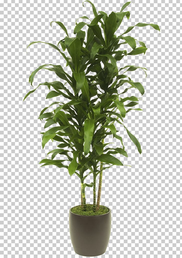 Lucky Bamboo Tropical Woody Bamboos Houseplant Areca Palm PNG, Clipart, Areca Palm, Bonsai, Dracaena, Evergreen, Feng Shui Free PNG Download