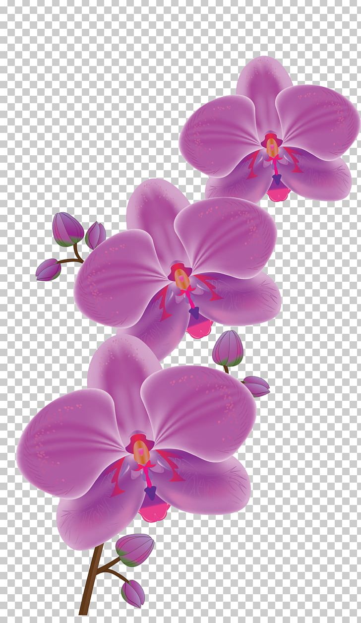 Orchids Flower Phalaenopsis Schilleriana PNG, Clipart, Blossom, Cattleya Orchids, Clip Art, Desktop Wallpaper, Drawing Free PNG Download