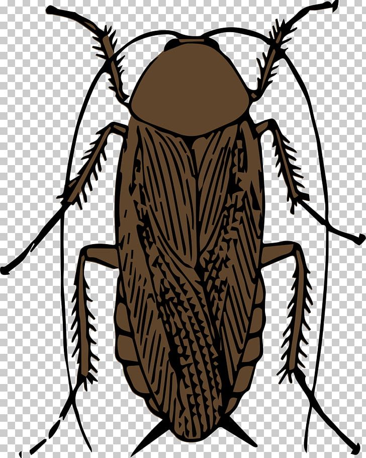 American Cockroach Insect Drawing PNG, Clipart, American Cockroach, Antenna, Arthropod, Artwork, Black And White Free PNG Download