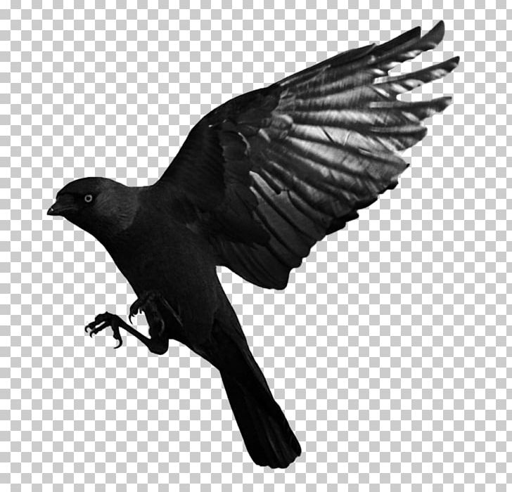 American Crow Common Raven PNG, Clipart, Beak, Bird, Black And White, Crow, Crow Family Free PNG Download