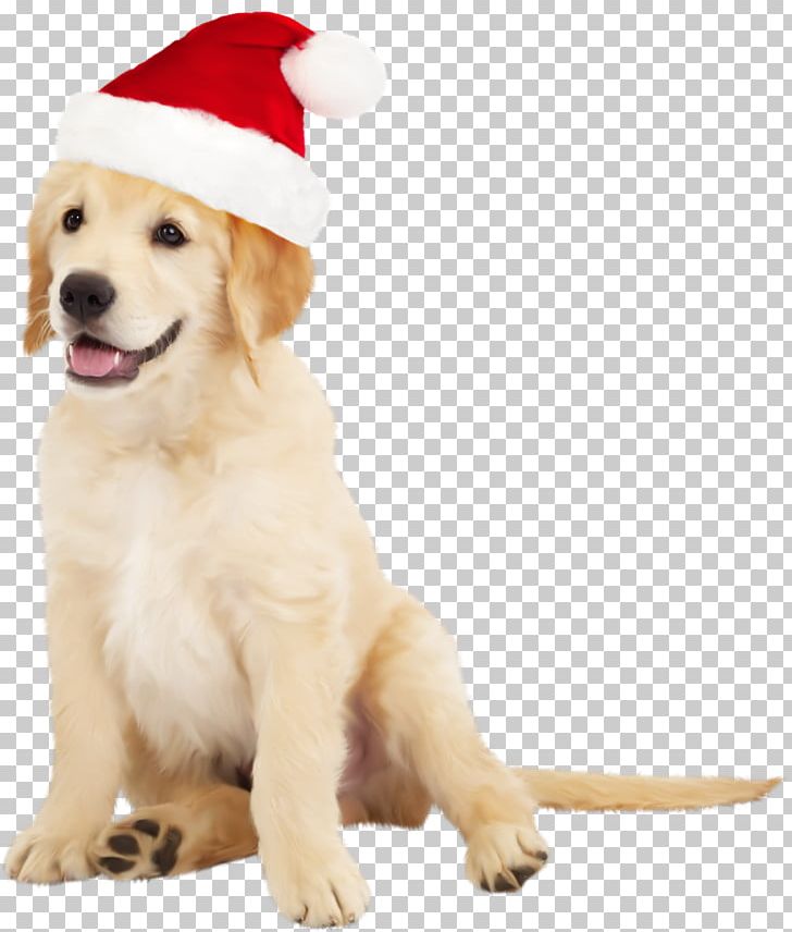 Border Collie Golden Retriever Santa Claus Puppy PNG, Clipart, Animals, Border Collie, Carnivoran, Christmas, Companion Dog Free PNG Download