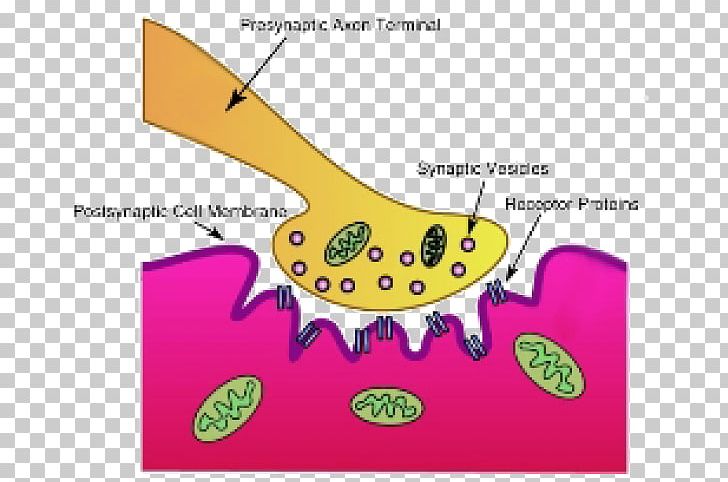 Synapse Neuromuscular Junction Motor Neuron Acetylcholine PNG, Clipart, Acetylcholine, Angle, Area, Axon, Axon Terminal Free PNG Download