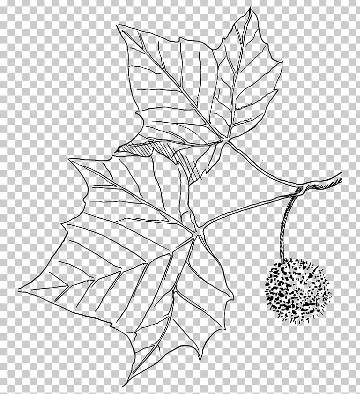 American Sycamore Drawing Tree Coloring Book PNG, Clipart, Area, Arecaceae, Art, Artwork, Ausmalbild Free PNG Download