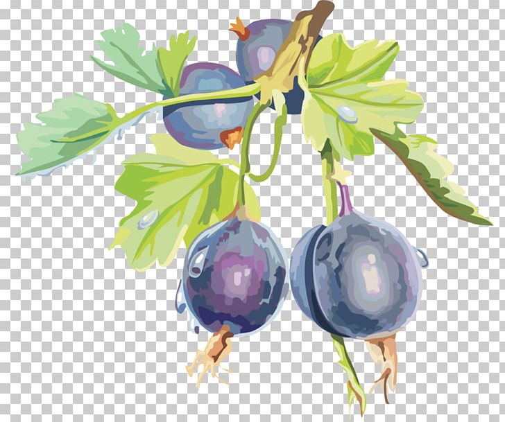 Gooseberry Bilberry Blueberry Blackberry PNG, Clipart, Auglis, Berry, Bilberry, Blackberry, Blackcurrant Free PNG Download