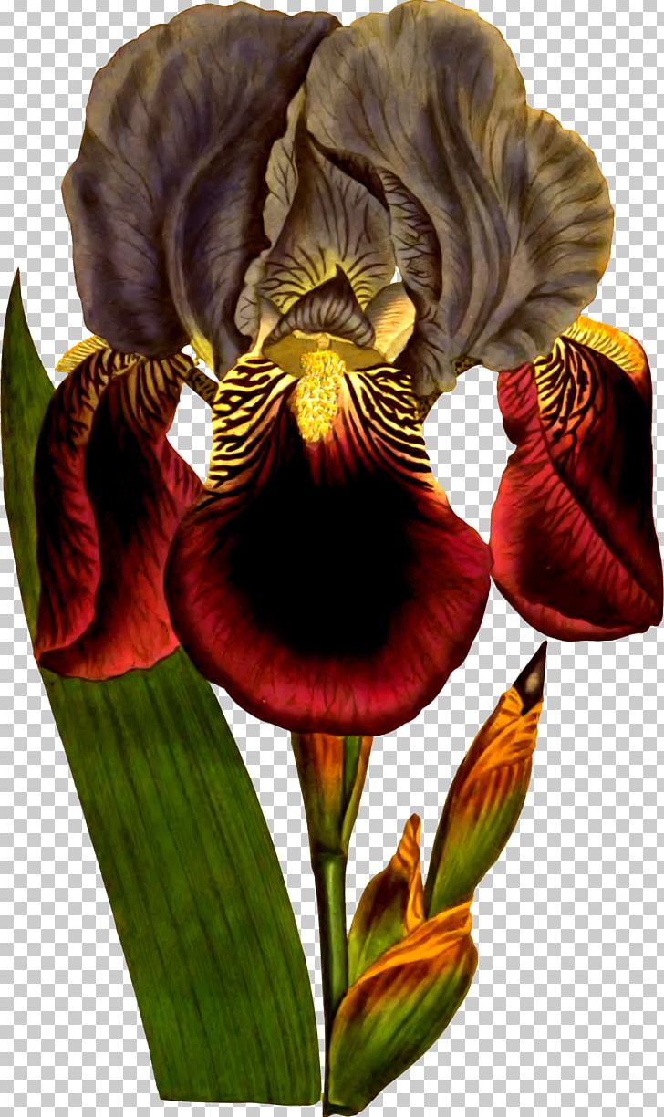 Plant Garden Flower Northern Blue Flag Iris Croatica PNG, Clipart,  Free PNG Download