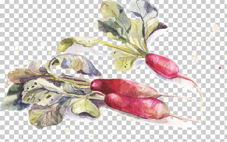 Watercolor Painting Drawing PNG, Clipart, Architectural Drawing, Carrot, Carrot Vector, Decoration, Download Free PNG Download