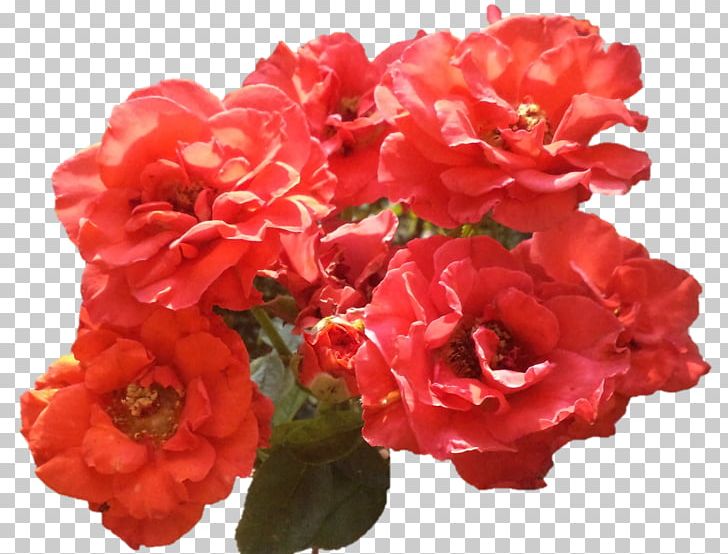 Floribunda Garden Roses Begonia Annual Plant PNG, Clipart, Annual Plant, Azalea, Begonia, China Rose, Cut Flowers Free PNG Download