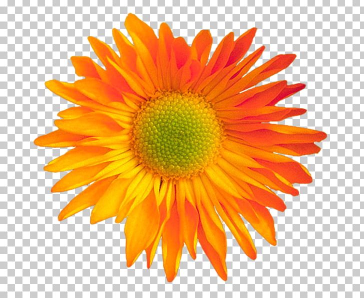 Flower Bouquet Transvaal Daisy Wedding PNG, Clipart, Annual Plant, Blanket Flowers, Chrysanths, Coneflower, Cut Flowers Free PNG Download