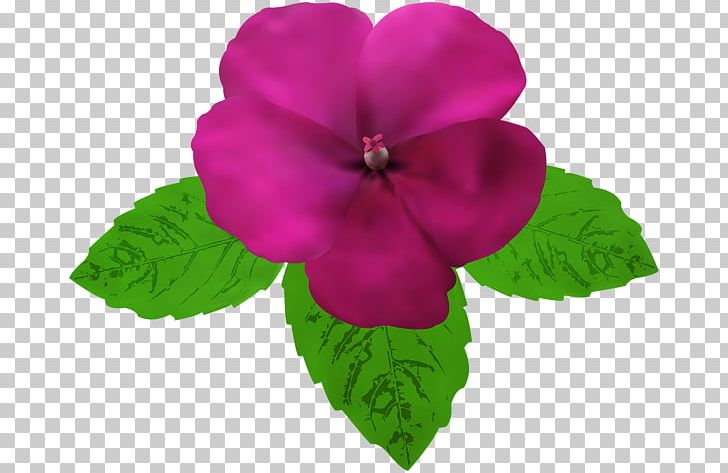 Magenta PNG, Clipart, Annual Plant, Art, Blue Rose, Digital Scrapbooking, Flower Free PNG Download