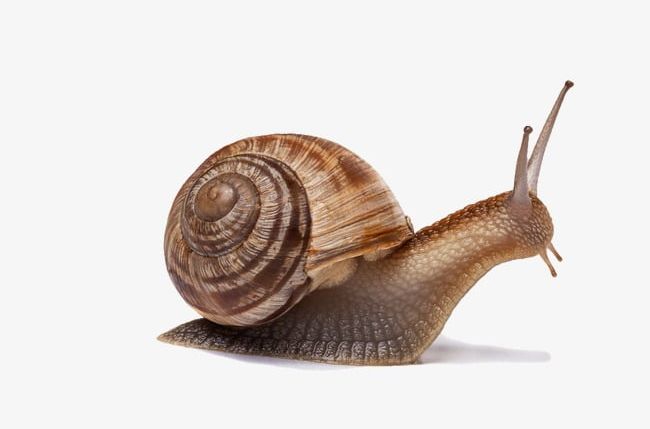 Snails PNG, Clipart, Crawling, Reptile, Snail, Snail Crawling, Snails Free PNG Download