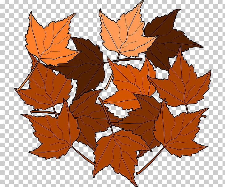 Autumn Leaf Color Maple Leaf PNG, Clipart, Animation, Autumn, Autumn Leaf Color, Branch, Brown Free PNG Download