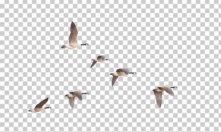 Bird Migration Canada Goose PNG, Clipart, Anatidae, Animal Migration, Animals, Beak, Bird Free PNG Download