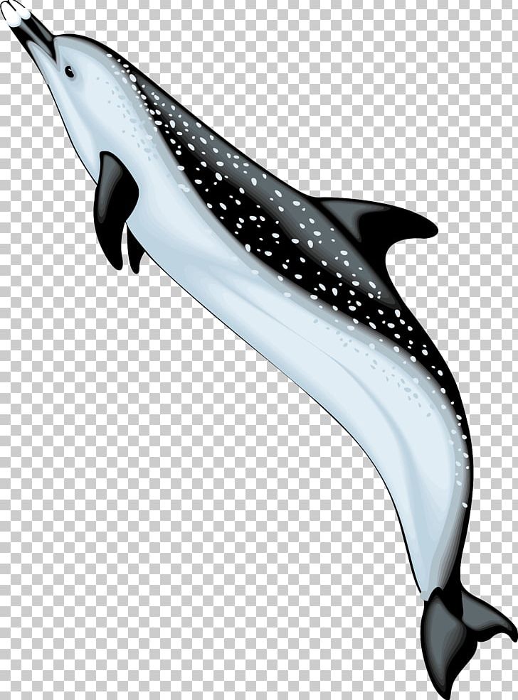 Bottlenose Dolphin Spinner Dolphin PNG, Clipart, Animal, Animals, Bottlenose Dolphin, Cetacea, Common Bottlenose Dolphin Free PNG Download