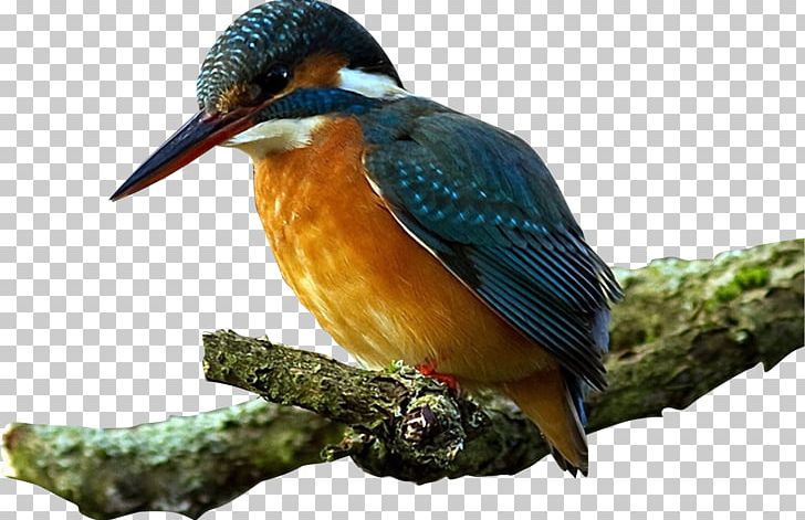 Bird White-throated Kingfisher PNG, Clipart, Animals, Beak, Bird, Bird Cage, Bird Nest Free PNG Download