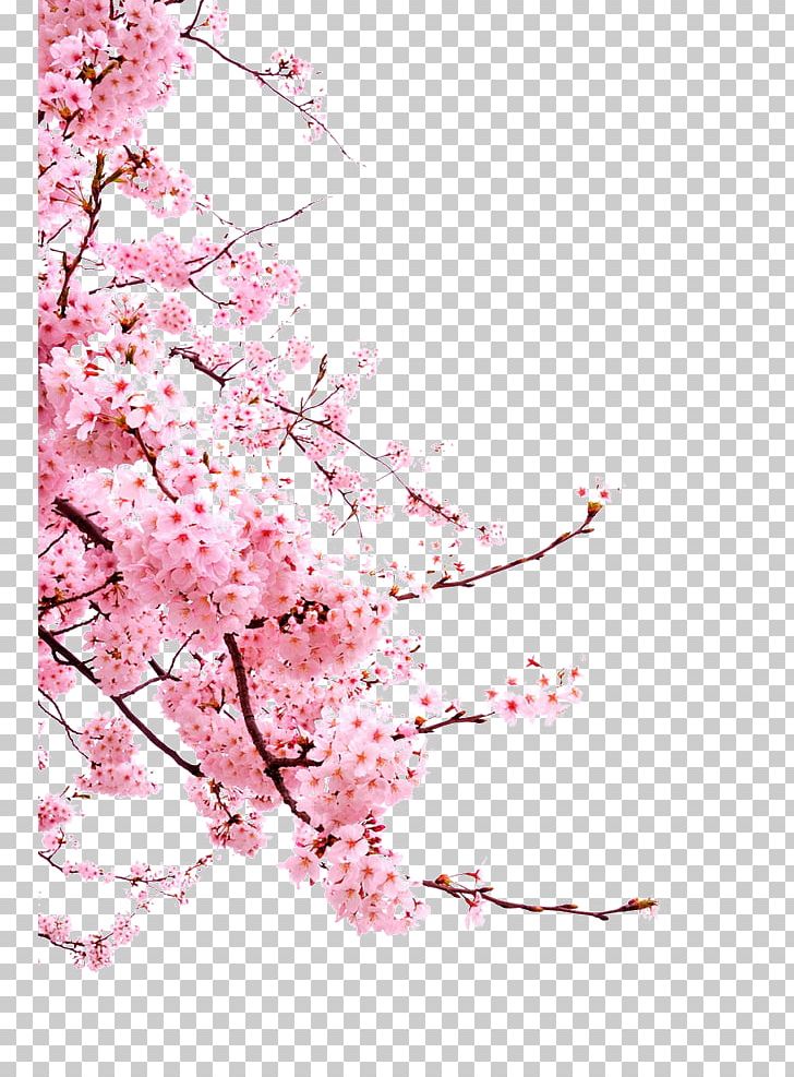 Cherry Blossom Cerasus PNG, Clipart, Blossom, Blossoms, Branch, Cerasus, Cherry Free PNG Download