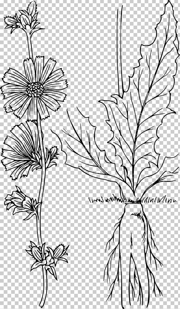 Chicory Drawing Plant PNG, Clipart, Black And White, Botanical Illustration, Botany, Branch, Chicory Free PNG Download