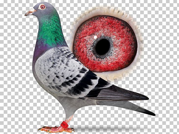 Columbidae Homing Pigeon Derby ARONA Pigeon Racing Loft PNG, Clipart, Arona, Beak, Bird, Columbidae, Domestic Pigeon Free PNG Download