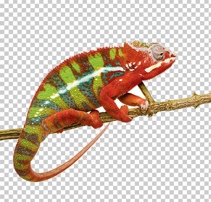 Panther Chameleon Ambilobe Lizard Reptile Stock Photography PNG, Clipart, Animal, Animals, Chameleon, Chameleon Material Logo, Chameleons Free PNG Download