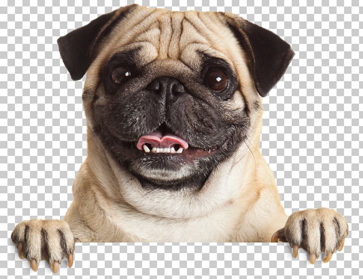 Pug Puppy Stock Photography Pet Dog Breed PNG, Clipart, Animals, Breed, Carnivoran, Companion Dog, Cuteness Free PNG Download