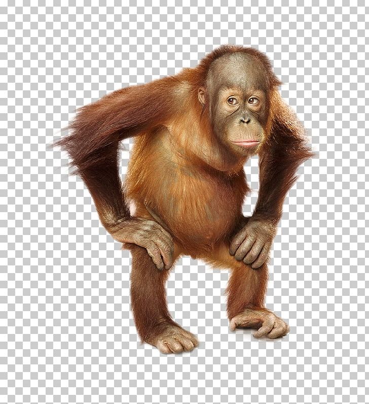 Chimpanzee The Orangutan Sumatra Orangutan Baby PNG, Clipart, Animals, Ape, Baby Monkey, Bornean Orangutan, Chimpanzee Free PNG Download