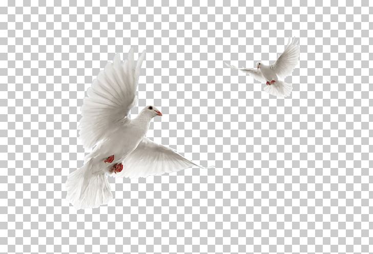 Columbidae Rock Dove Flight Bird PNG, Clipart, Animals, Beak, Bird, Bird Bird, Columbidae Free PNG Download