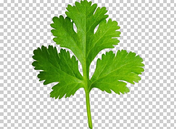 Coriander Tamil Cuisine Herb Vegetable Spice PNG, Clipart, Apiaceae, Cooking, Coriander, Curry, Herb Free PNG Download