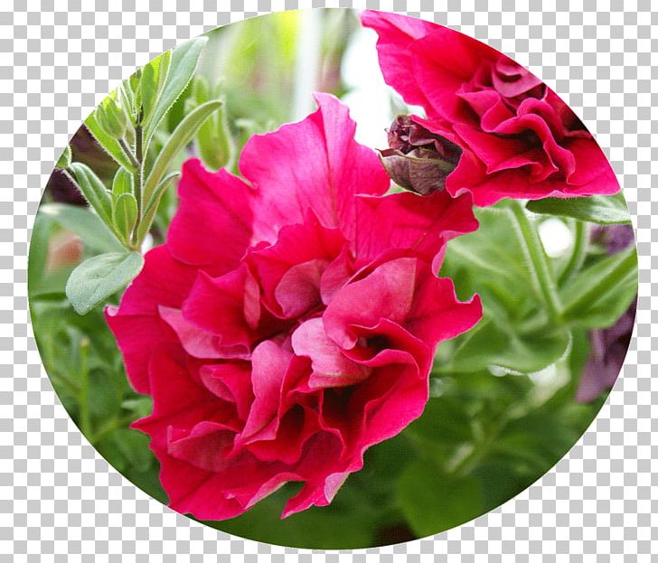 Kesäkukka Annual Plant Tulip Herbaceous Plant PNG, Clipart, Annual Plant, Berry, Flower, Flowering Plant, Garden Free PNG Download