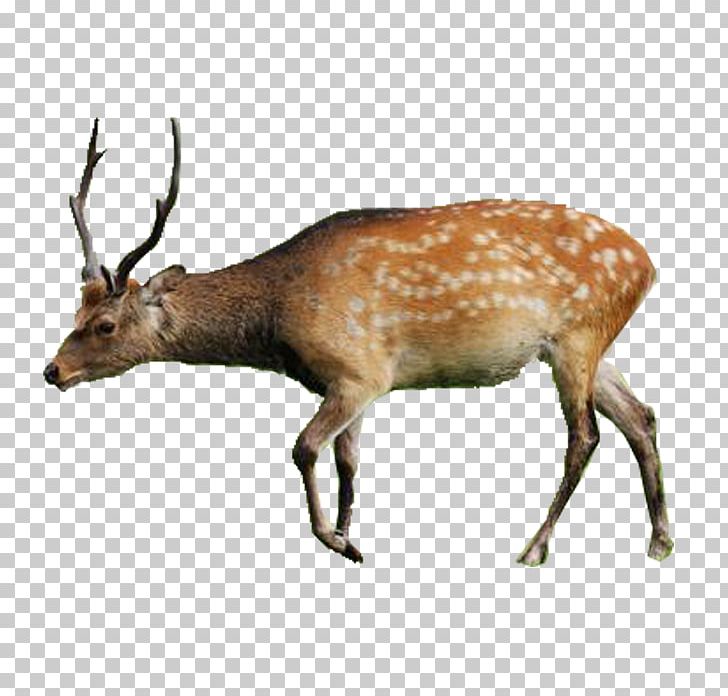 Turkey Persian Fallow Deer Animal Lesser Kestrel PNG, Clipart, Animals, Antler, Chital, Christmas Deer, Creative Free PNG Download