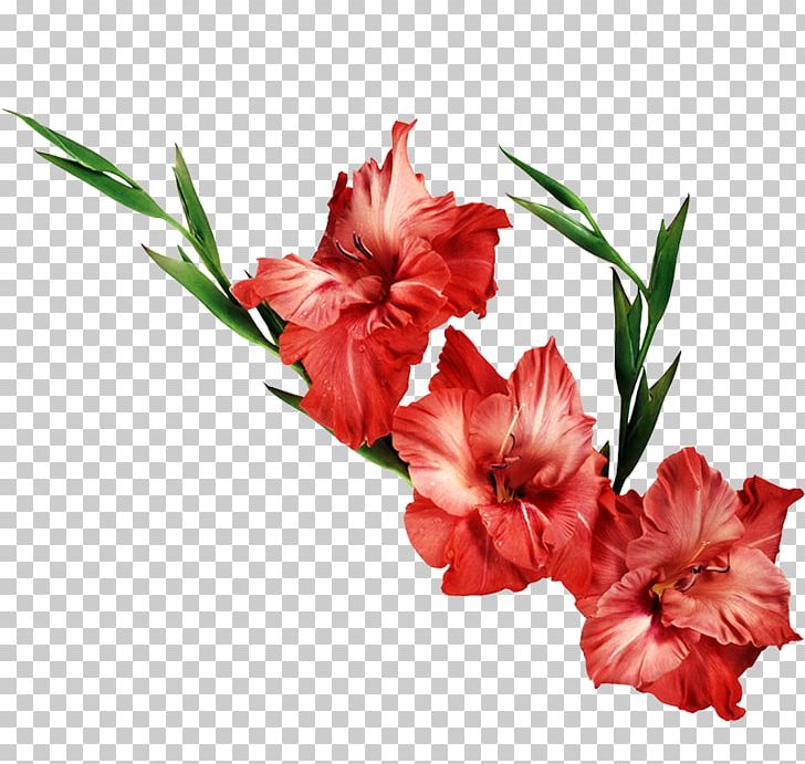 Gladiolus Flower Desktop PNG, Clipart, Birth Flower, Carnation, Cut Flowers, Desktop Wallpaper, Display Resolution Free PNG Download