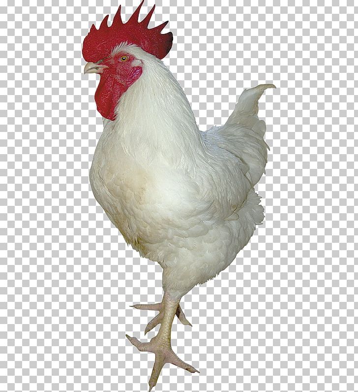 Rooster Chicken Meleagrididae Duck Poultry PNG, Clipart, Animals, Beak, Bird, Chicken, Domesticated Turkey Free PNG Download