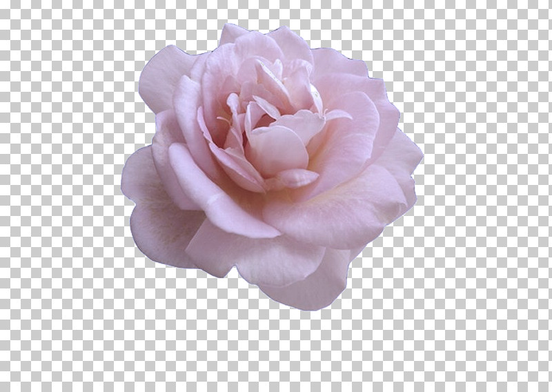 Garden Roses PNG, Clipart, Cabbage Rose, Cut Flowers, English Roses, Floral Design, Floribunda Free PNG Download