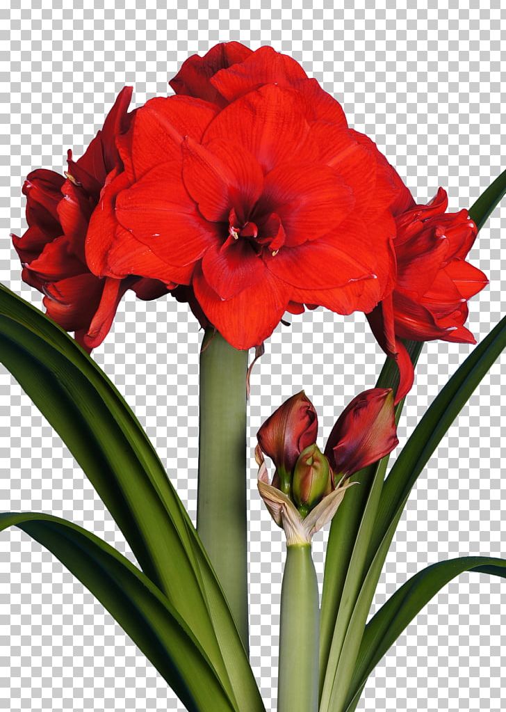 Amaryllis Flower Red Bulb White PNG, Clipart, Amaryllis, Amaryllis Belladonna, Amaryllis Family, Blue, Bulb Free PNG Download