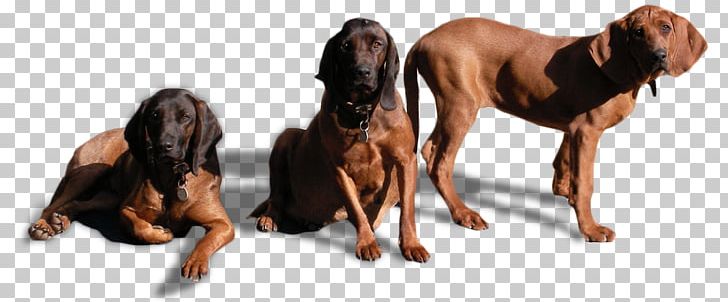 Dog Breed Redbone Coonhound Treeing Walker Coonhound Black And Tan Coonhound Raccoon PNG, Clipart, Animals, Black And Tan Coonhound, Breed, Carnivoran, Coonhound Free PNG Download