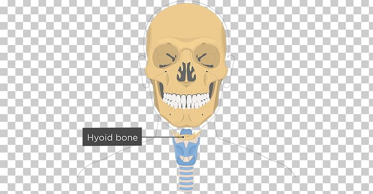 Hyoid Bone Facial Skeleton Lacrimal Bone Anatomy PNG, Clipart, Anatomy, Bone, Cervical Vertebrae, Ethmoid Bone, Facial Skeleton Free PNG Download
