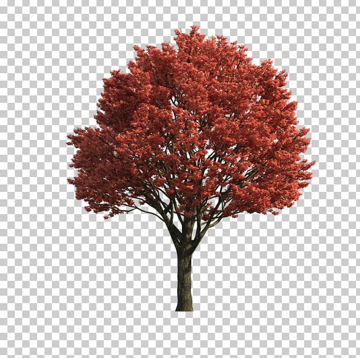 Japanese Maple Acer Japonicum Red Maple Sugar Maple Tree PNG, Clipart, Acer Japonicum, Branch, Japanese Maple, Leaf, Maple Free PNG Download