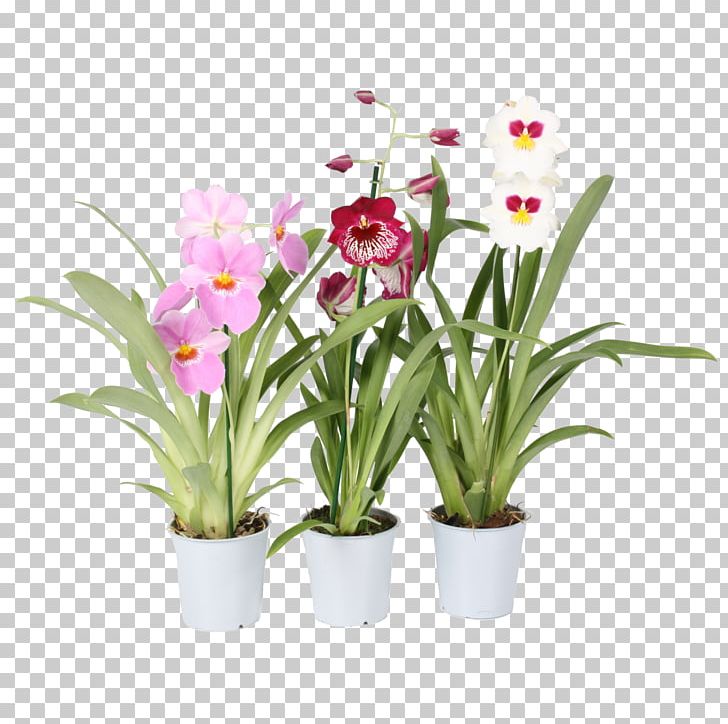 Moth Orchids Houseplant × Cambria Flowerpot PNG, Clipart, Artificial Flower, Boat Orchid, Cambria, Cattleya, Cattleya Orchids Free PNG Download