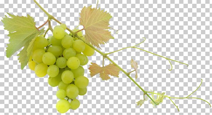 Wine Common Grape Vine Balsamic Vinegar Olive Oil PNG, Clipart, Balsamic Vinegar, Barrel, Branch, Common Fig, Common Grape Vine Free PNG Download