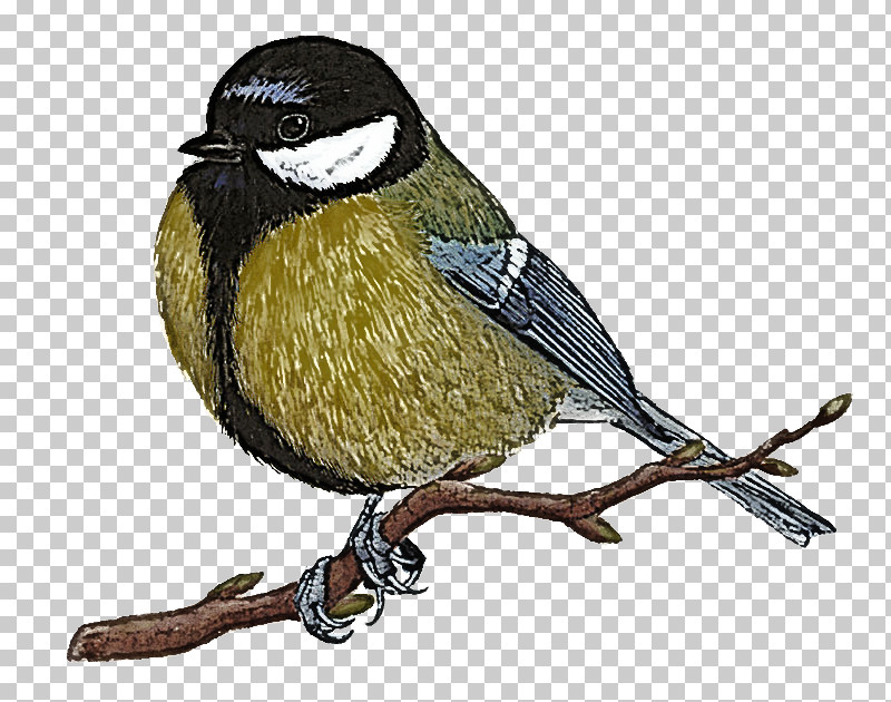 Tit House Sparrow Finches Beak 326 PNG, Clipart, Beak, Finches, House Sparrow, Passerine, Tit Free PNG Download