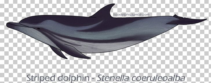 Common Bottlenose Dolphin Tucuxi Short-beaked Common Dolphin White-beaked Dolphin Striped Dolphin PNG, Clipart, Animal, Art, Bottlenose Dolphin, Common Bottlenose Dolphin, Deviantart Free PNG Download