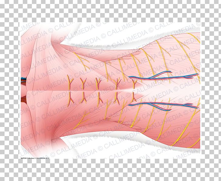 Finger Product Design Muscle Shoe Nerve PNG, Clipart, Angle, Arm, Finger, Hand, Jaw Free PNG Download