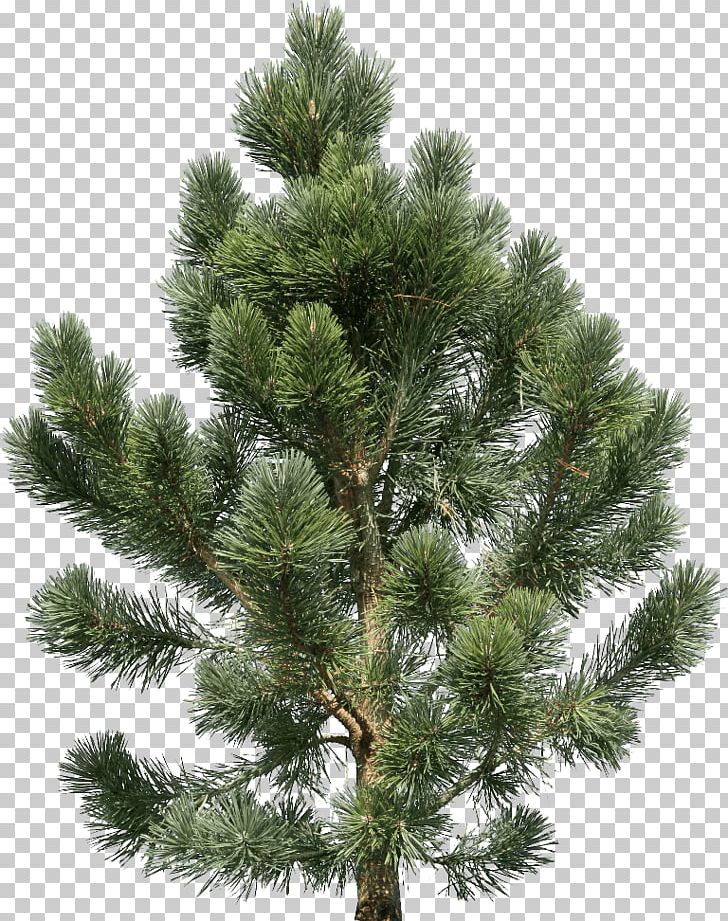 Fir Pine Tree PNG, Clipart, Biome, Branch, Christmas Decoration, Christmas Ornament, Christmas Tree Free PNG Download