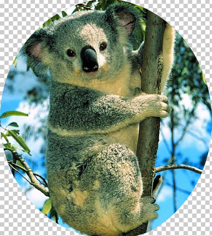 Koala Polar Bear Cuteness Desktop PNG, Clipart, Animal, Animals, Bear, Cuteness, Desktop Wallpaper Free PNG Download