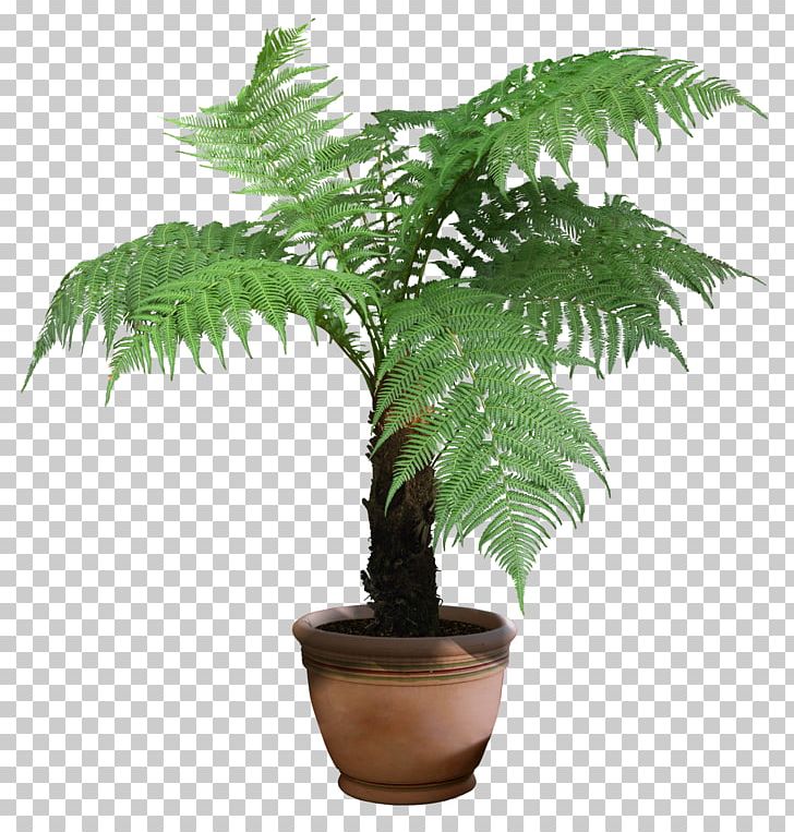 Rhapis Excelsa Houseplant Tree PNG, Clipart, Arecaceae, Arecales, Beautiful, Date Palm, Dracaena Free PNG Download