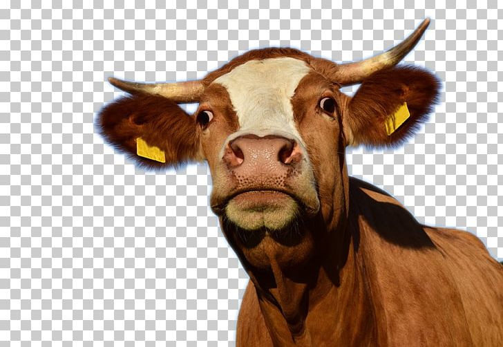 Texas Longhorn Cow Aurochs Dairy Cattle Slaughterhouse PNG, Clipart, Animals, Bull, Business, Cattle, Cattle Like Mammal Free PNG Download